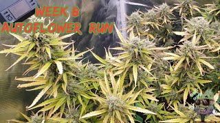 3x3 Autoflower Run Week 7, 8 & 9 New Clone Last Stretch To Harvest