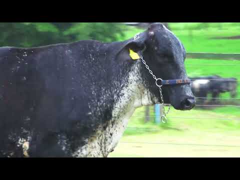 LOTE 136   MAVIE FIV WINSTON SANTA LUZIA   1426CL