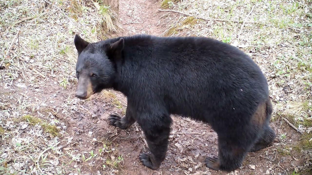 Mitten Trail Cams Ep. 4: A Trail Through the Forest.