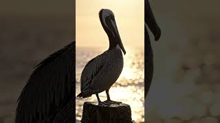 Pelican #water #pakshi #video