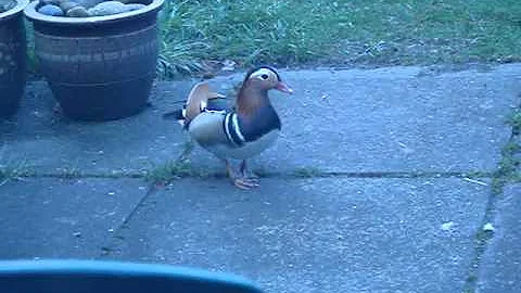 Manderin duck feeding
