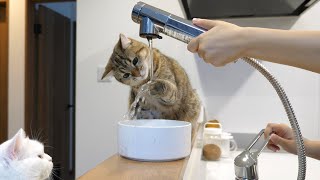 流れる水に興奮して周りをびちゃびちゃにしちゃう猫！