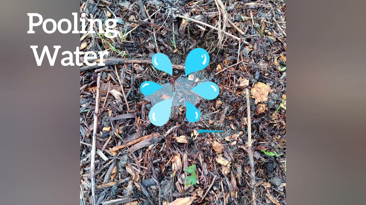 Stepping Stone Forest Soil Preparation with Bank of Ireland in October 2024