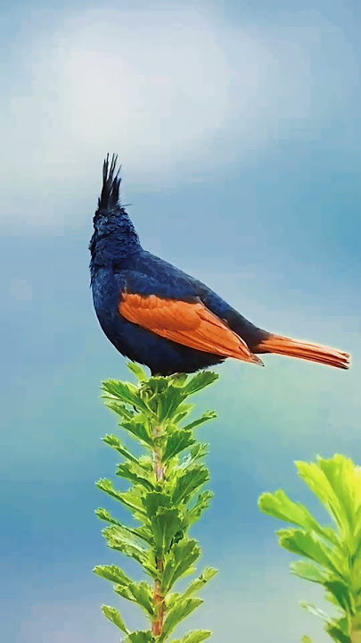 Kicau Merdu Burung Crested Bunting