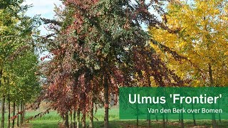 Ulmus Frontier - Van Den Berk Over Bomen