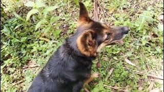 DOGS NATURE WALK