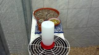 Stieglitz Major Satinet & Eumo