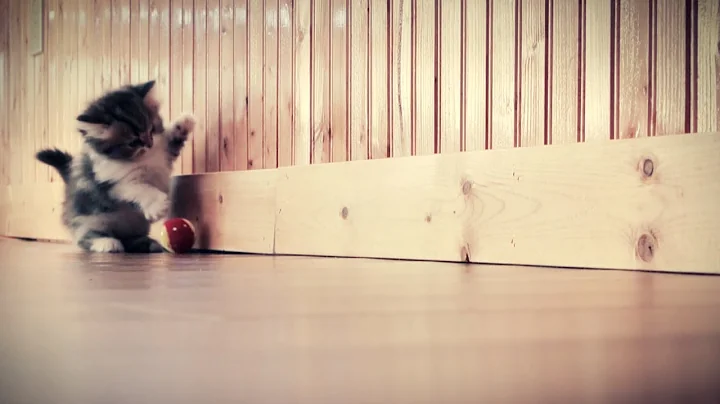 Video 11903921: cute munchkin kitten playing, munchkin cat, kitten playing toy