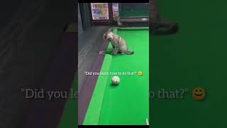 funnyvideos#funny