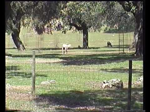 La oveja loca.wmv