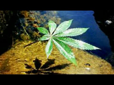 chennai-gana-song-whatsapp-status-video(1)