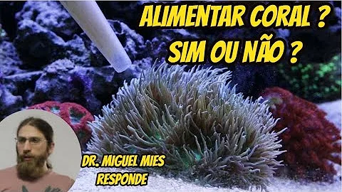 Como um coral se alimenta?