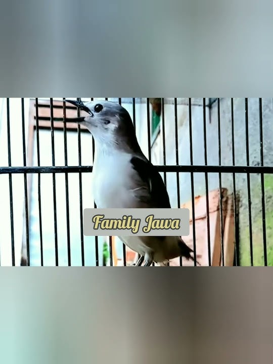 Burung Jalak Sutra Gacor .#shorts