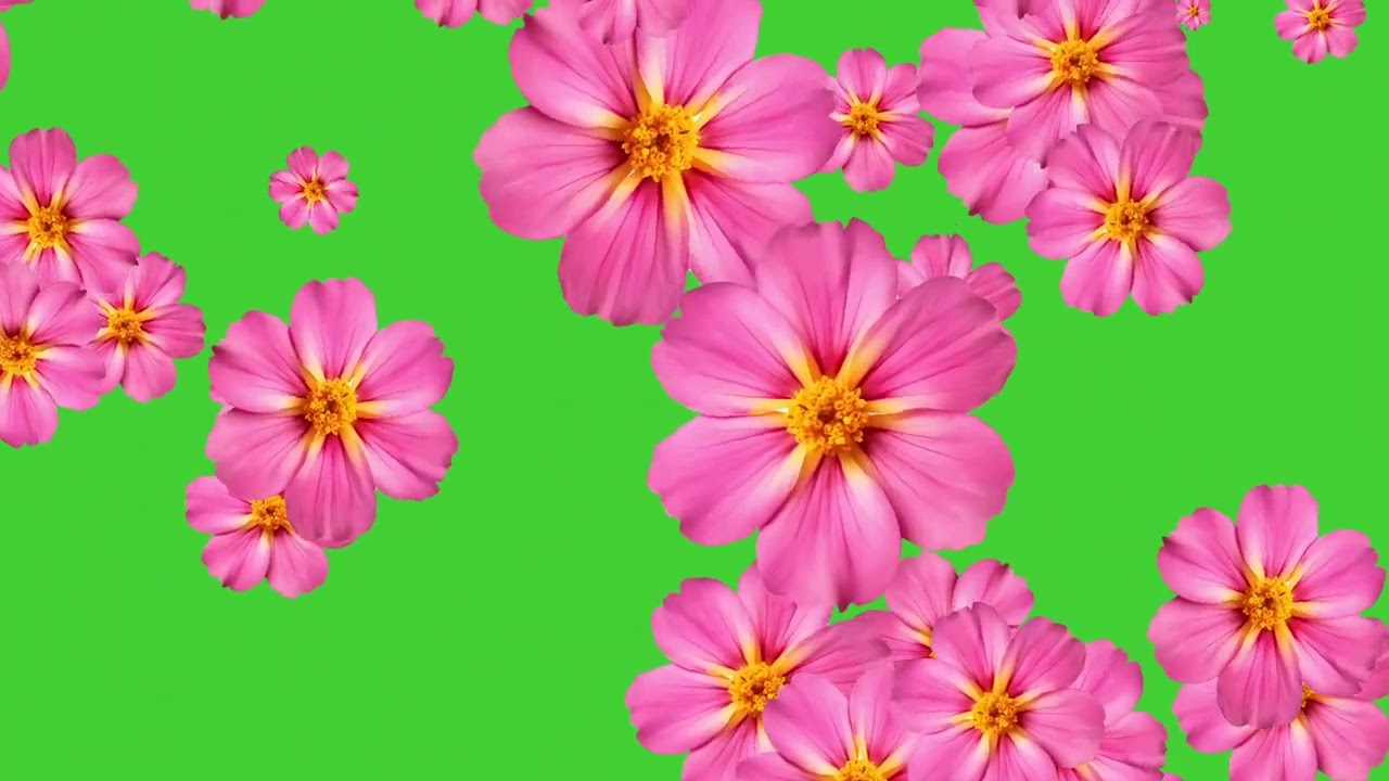 Pink Yellow Flowers Falling on Green Screen Background | HD | FREE DOWNLOAD