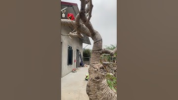 Chiêm ngưỡng 01| vẻ đẹp cây gạo Bonsai