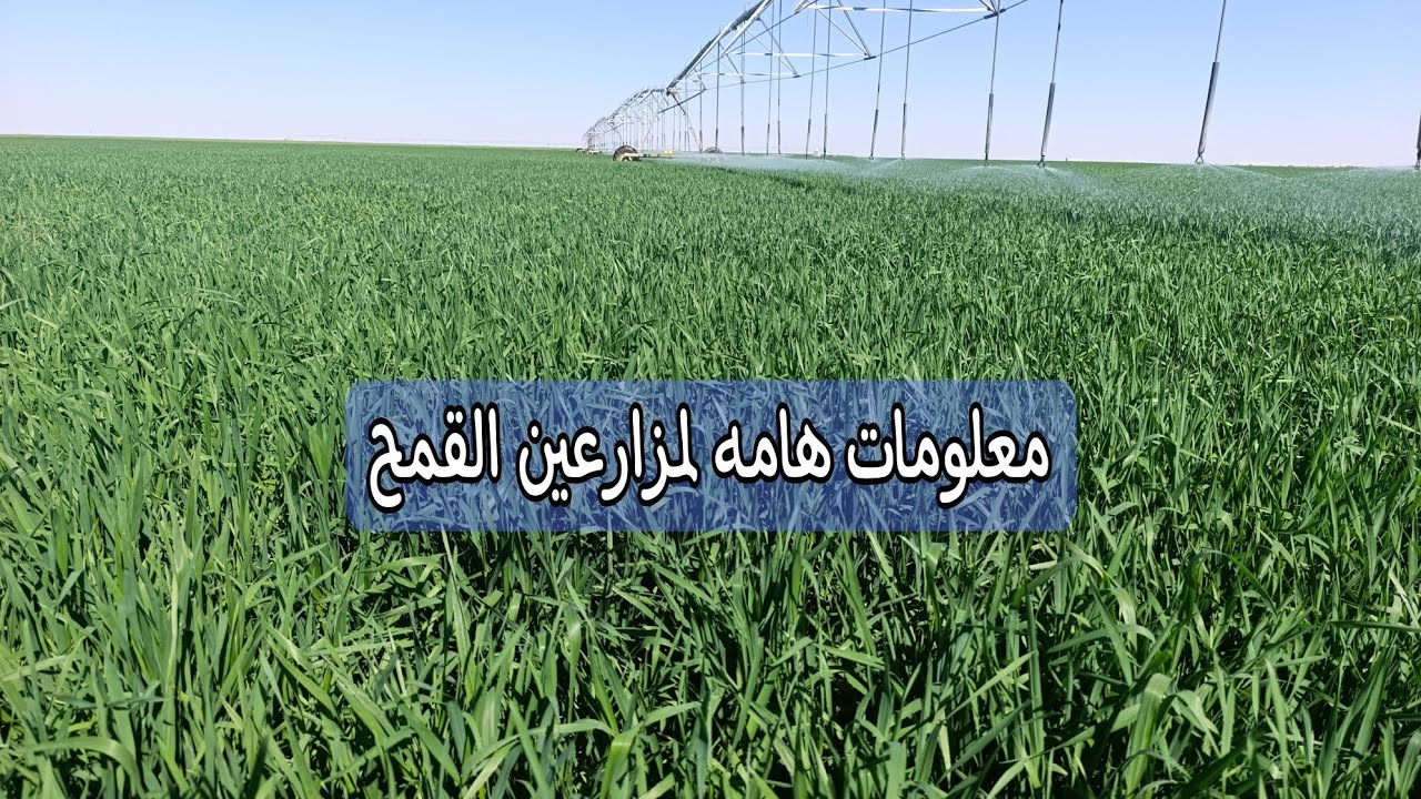 مراحل نمو القمح وإدارة عملية الري خلال التفريع وطرد السنابل للحصول على إنتاج غزير