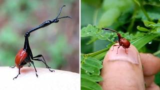 Giraffe Weevil This Insect Looks Unreal
