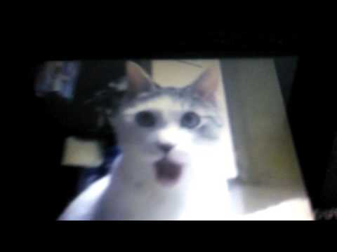 The surprised cat