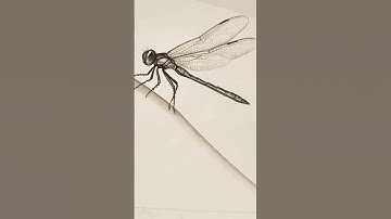 Very Easy Drawing dragonfly step by step