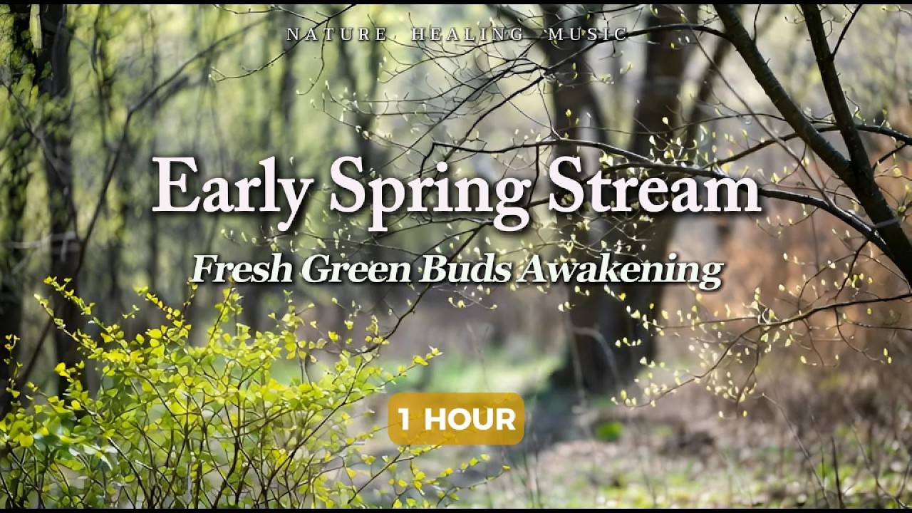 초봄의 시냇물 🌿 새싹이 돋아나는 봄 풍경 | Peaceful Early Spring Stream & Fresh Green Buds