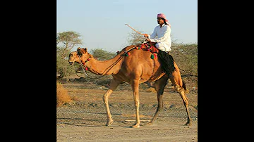 الركايب رو حت والهرج كم ل اداء مشخص الفهري 