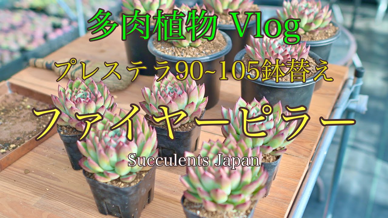 Vlog多肉 植替えファイヤーピラー 2023.12 - YouTube