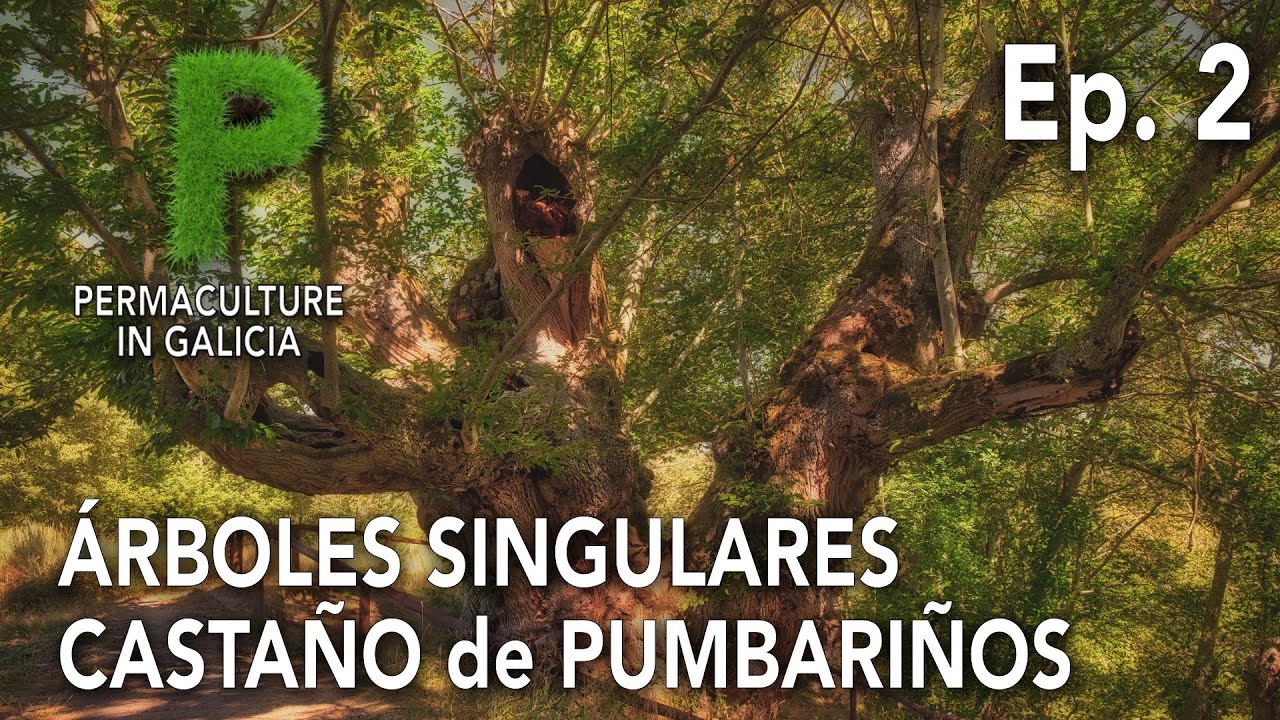 Árboles Singulares Ep  02 Castaño Milenario de Pumbariños | 4K Español | Permacultura en Galicia