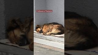 Собачка в Тбилиси спит на улице ❤️ #shorts #собака