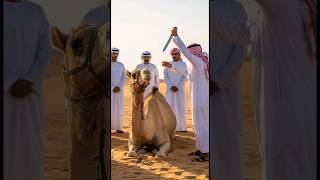 Eid ul Azha Camel Sacrifice in Desert | Traditional Ritual Scene🐫💗