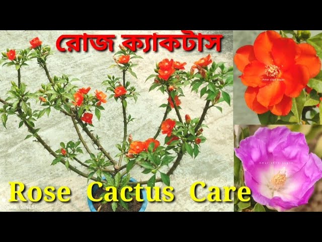 Porno-yulduz Priya Rai o‘zining po‘chog‘ini it uslubida sikishiga imkon beradi