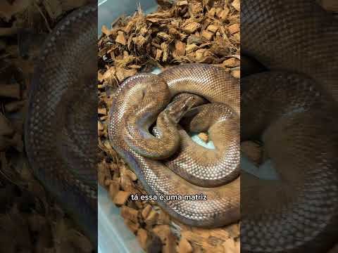 Breeding Facility Tour - Northern Brazilian Rainbow Boas