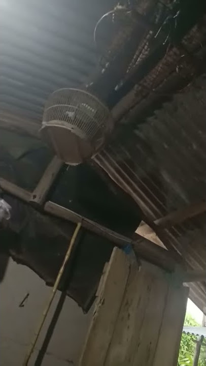 PIKAT SI ARJUNA #burungperkututlokal #sangkarpikat #perkutut #perkututpikat