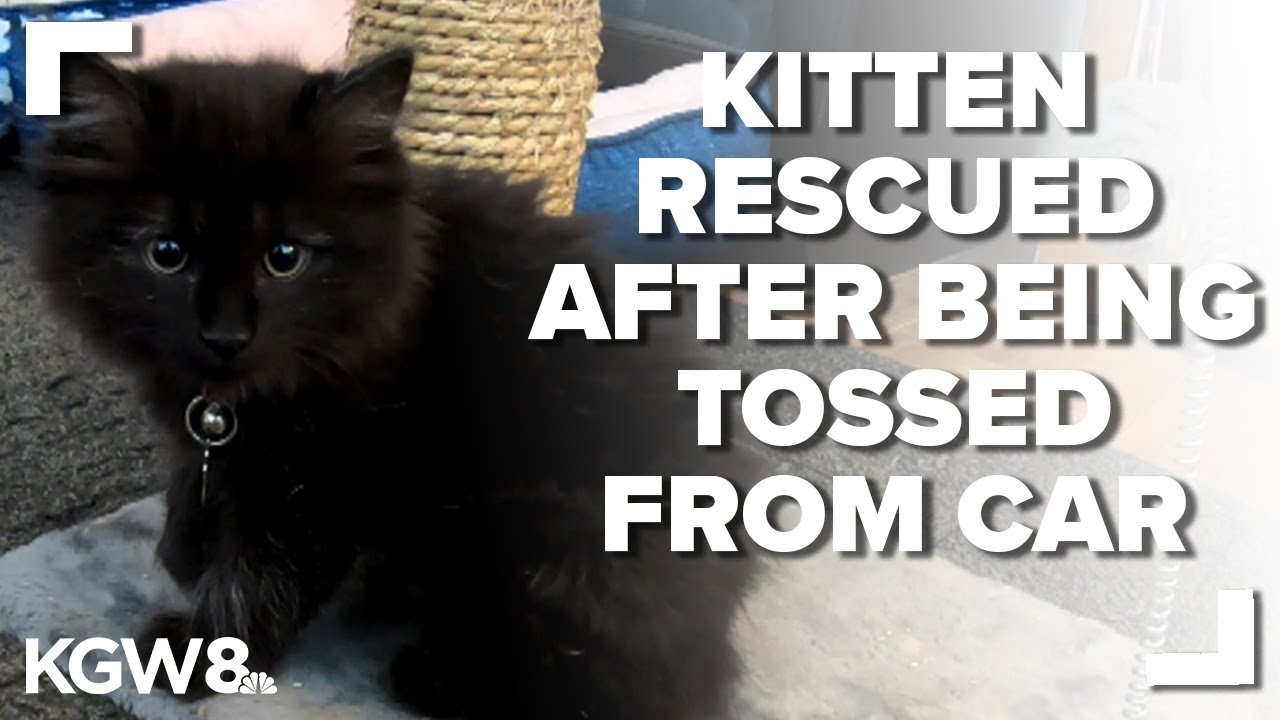Woman saw kitten thrown from car window YouTube