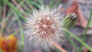 Qualiteach Education & Ecology Training Autumn Hawkbit Tutorial