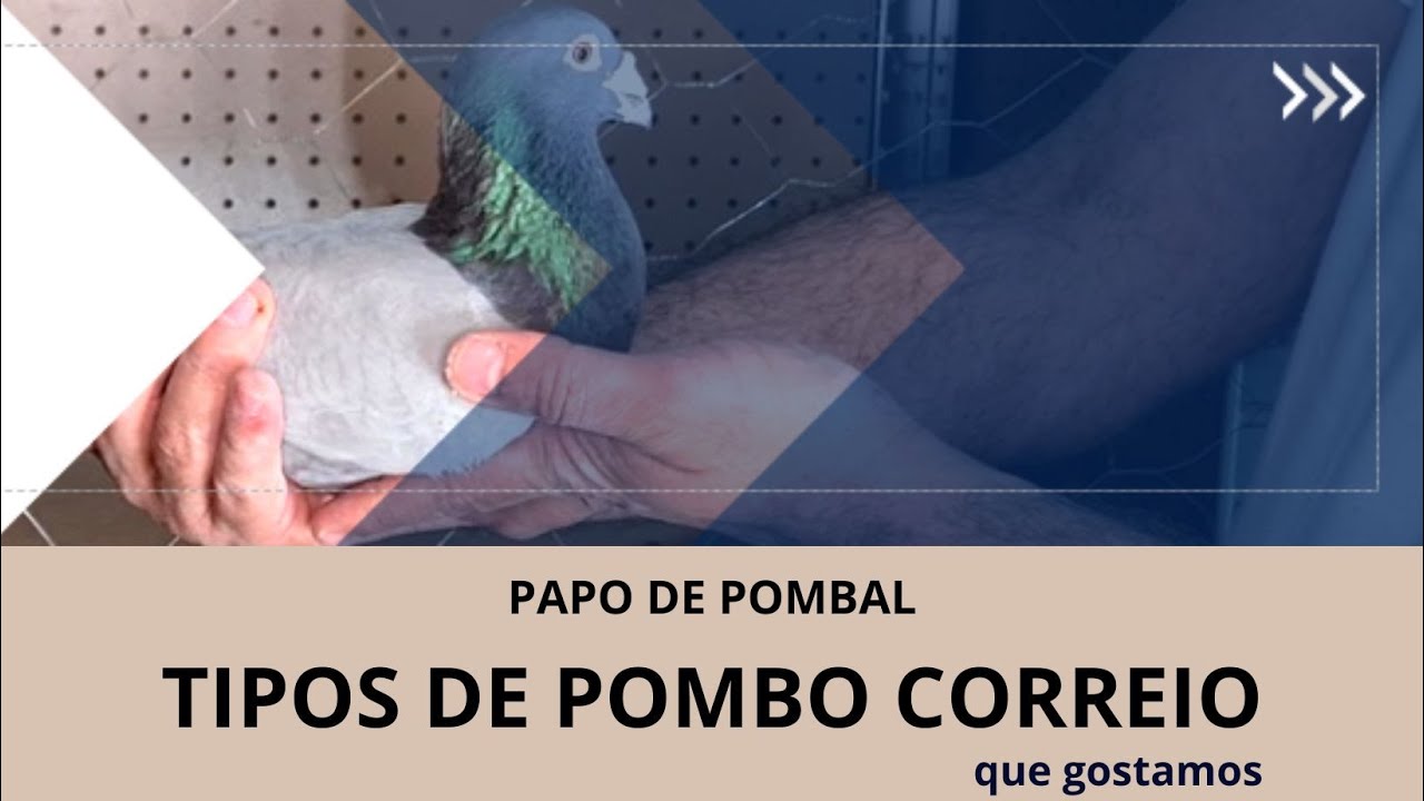 Plural De Pombo Correio - RETOEDU