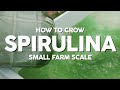 How to Grow Spirulina - Small Farm Scale (Mini Doc pt1)