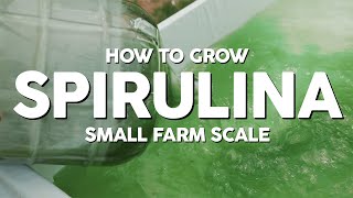 How to Grow Spirulina - Small Farm Scale (Mini Doc pt1)