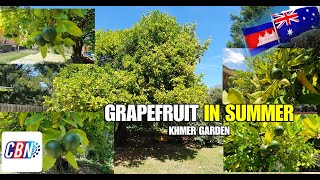 Grapefruits Best In Summer 2023 | Khmer Australia Backyard Garden Grows
