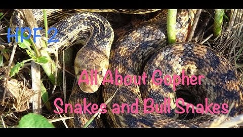 All You Ever Wanted To Know About Bull Snakes And Gopher Snakes