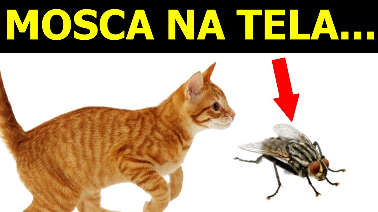 JOGO Para Gatos - A Mosca 