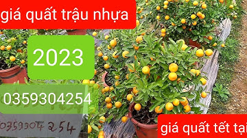 Quất trậu nhựa tết 2024 | giá quất tại vườn.0359304254