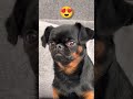 Cute Dog 😍/ #shorts #dogs #dogshorts #shortsfeed
