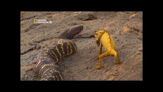 ▶ Full Documentary National Geographic Worlds Deadliest Animals Deserts To Grassland HD The Deadliest Animals In The Sonoran Desert 4k