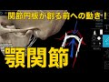 【顎関節】関節円板が創る前への動き!