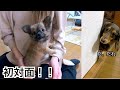 実家に帰るとそこには子犬のチワワがいた!初対面の反応はいかに!!【ミニチュアダックス】【チワワ】
