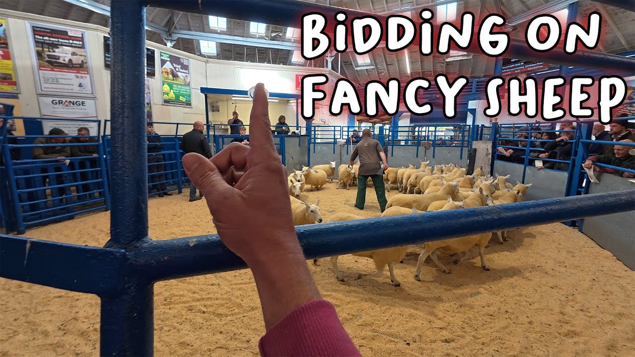 Самые дорогие овцы, которых я когда-либо покупал...
