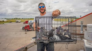 Trapping Beautiful Pigeons in Amazing New Trap!