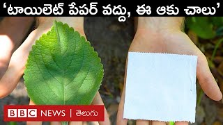 Tiolet Paper: ఈ మొక్కల ఆకులు భవిష్యత్తులో టాయిలెట్ పేపర్‌కు ప్రత్యామ్నాయం అవుతాయా? | BBC Telugu screenshot 3