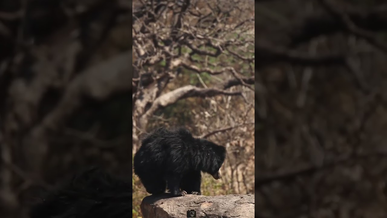 chota bear bearmaa love you 