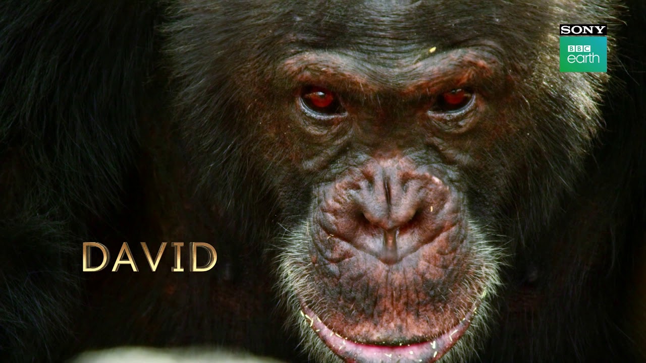 Meet David - The Ruler | Chimpanzee | Dynasties | Sony BBC Earth - YouTube